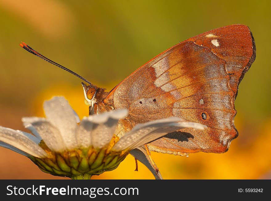 Beautiful butterfly in the summer light