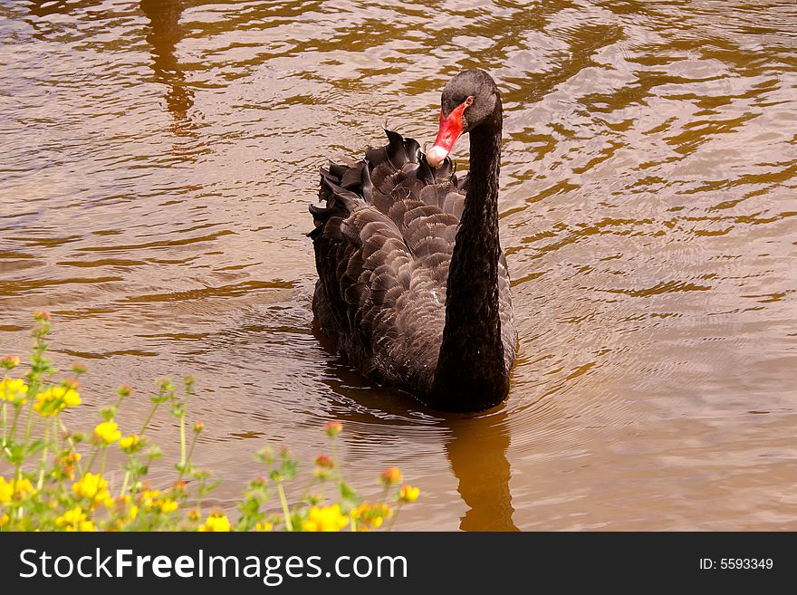 A black swan swimming in a pool