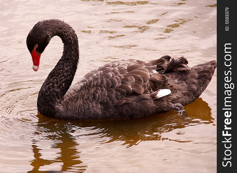 A black swan swimming in a pool