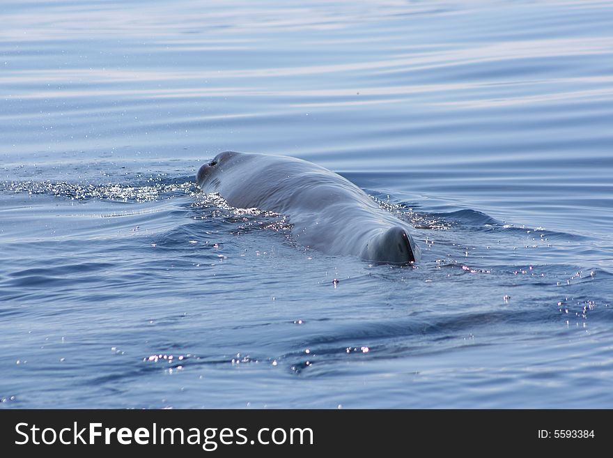 Wild Sperm Whale swimming free in the ocean. Wild Sperm Whale swimming free in the ocean