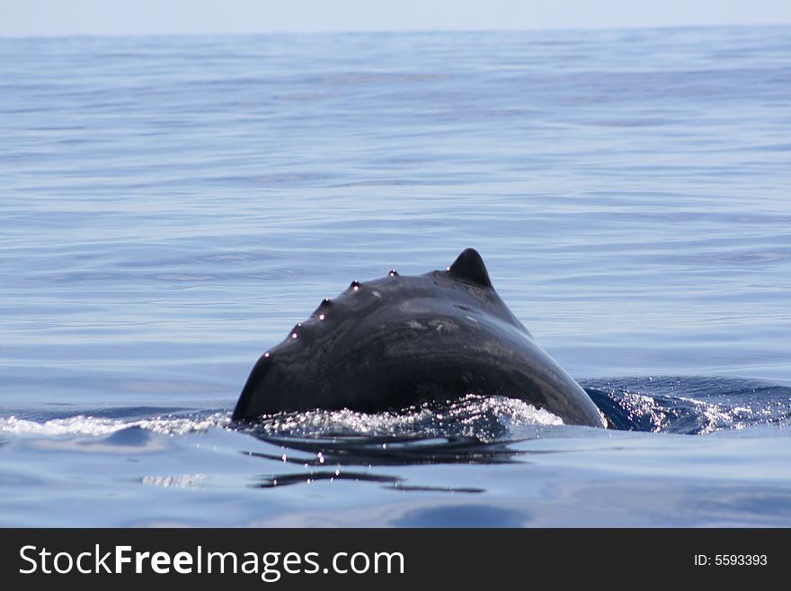 Wild Sperm Whale swimming free in the ocean. Wild Sperm Whale swimming free in the ocean