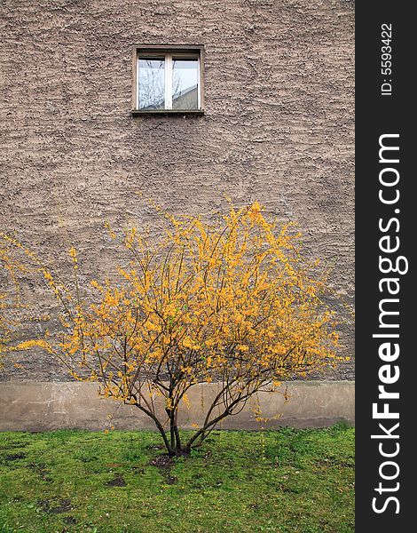 Berlin Window With Tree