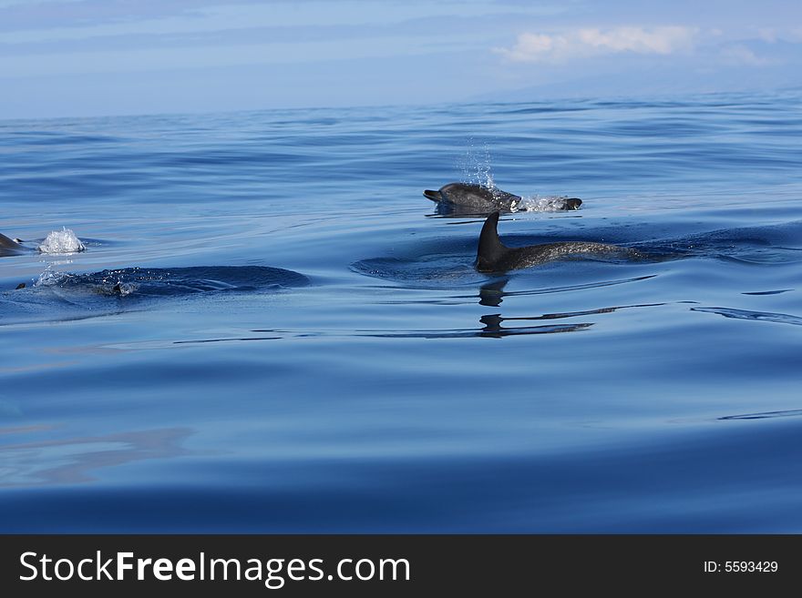 Wild striped dolphin swimming on the ocean. Wild striped dolphin swimming on the ocean