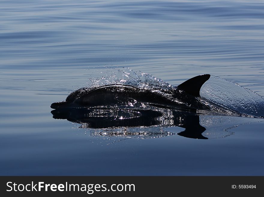 Wild striped dolphin swimming on the ocean. Wild striped dolphin swimming on the ocean