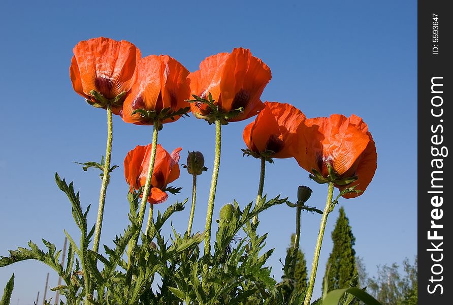 Poppies in a field over blue sky. Poppies in a field over blue sky