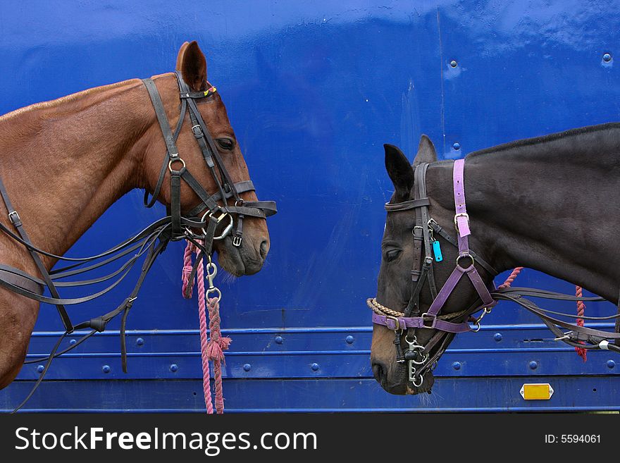 Two horses tired upto the wagon resting after being ridden. Two horses tired upto the wagon resting after being ridden