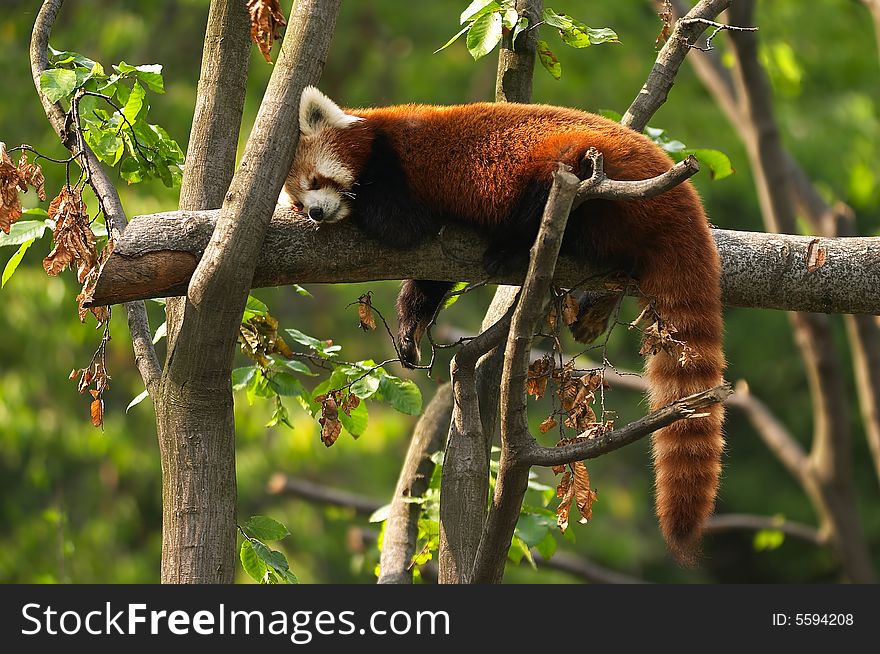 Red panda