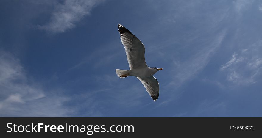 Seagull flying, seen on a blue clear sky. Seagull flying, seen on a blue clear sky