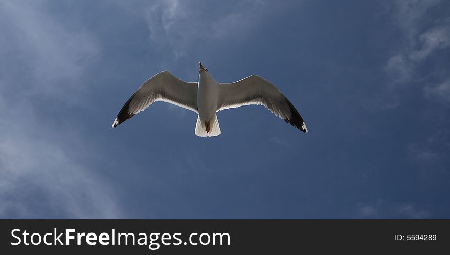 Seagull Flying, Against The Sun