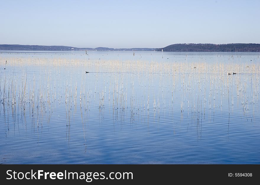 Reed in blue water