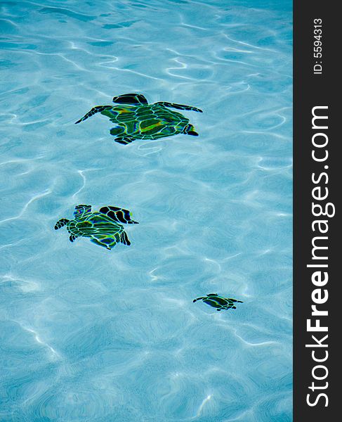 Rippled turtles on the floor of blue swimming pool. Rippled turtles on the floor of blue swimming pool