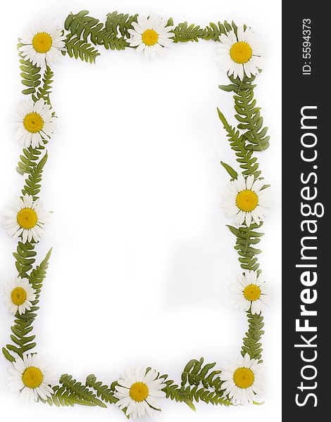 Frame from leaf and daisy with white background