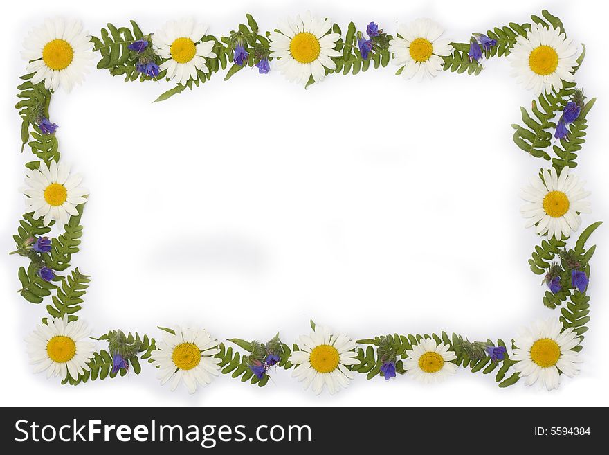 Frame from leaf and daisy with white background