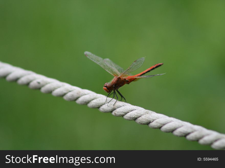 Dragonfly on a rope in a garden