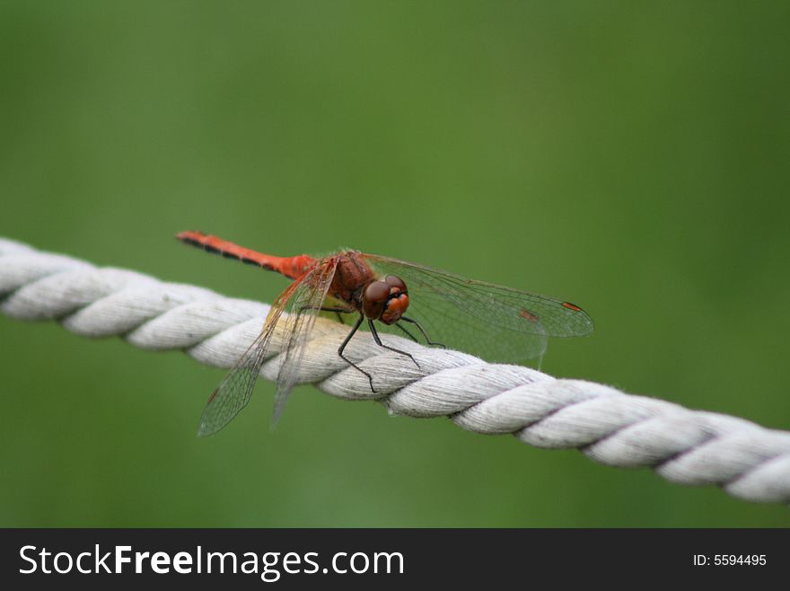 Dragonfly on a rope in a garden