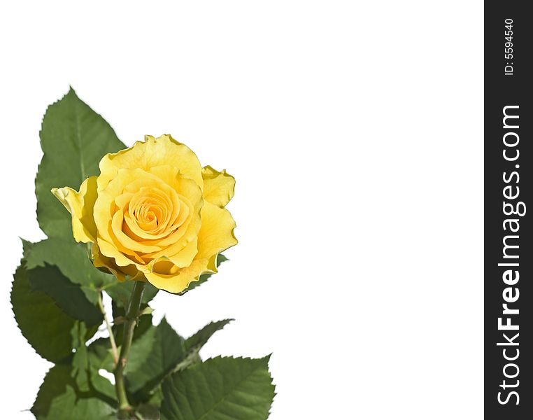 Beautiful yellow rose on a white background with space for copy. Beautiful yellow rose on a white background with space for copy