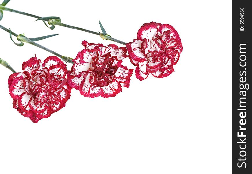 Red carnations on a white background with copy space