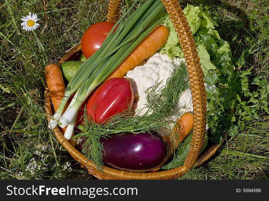Basket with vegetables on green grass