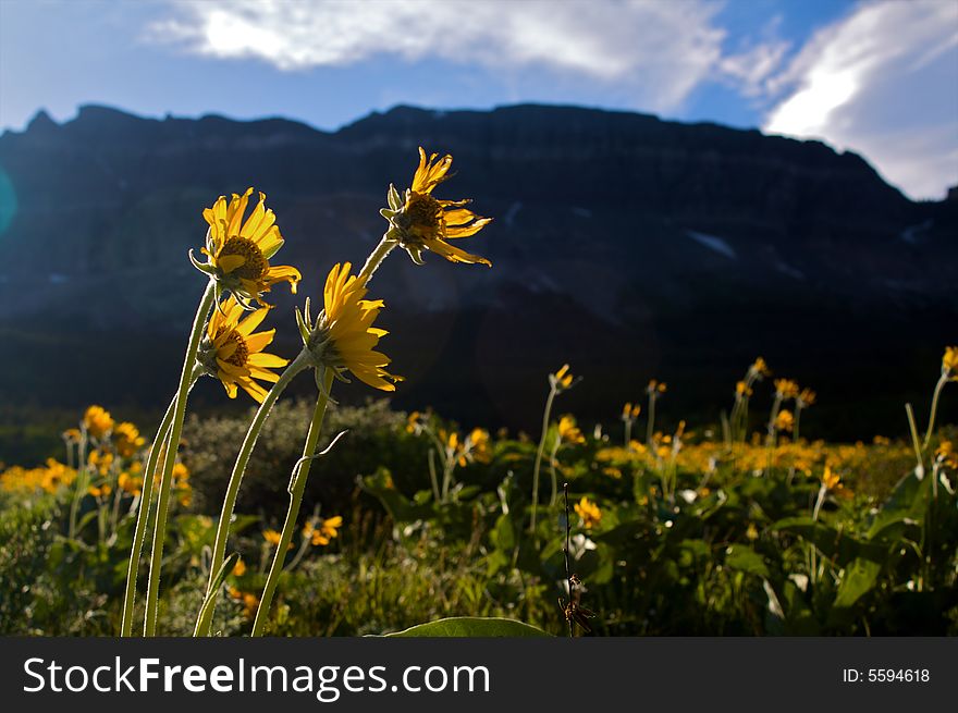 Wild Sunflowers in Glacier National Park