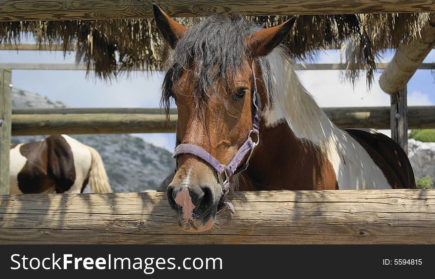 Sadly looking horse behind the wooden fence. Sadly looking horse behind the wooden fence