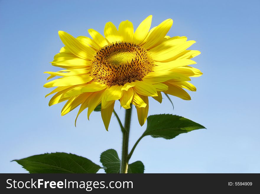 Sunflower isolated over blue background. Sunflower isolated over blue background