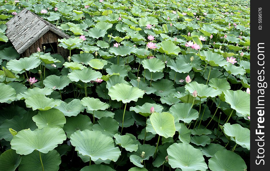 Lotus In The Pond.