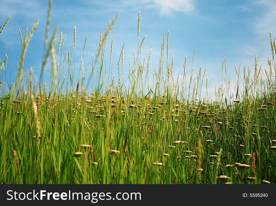 Many many flowers in the field