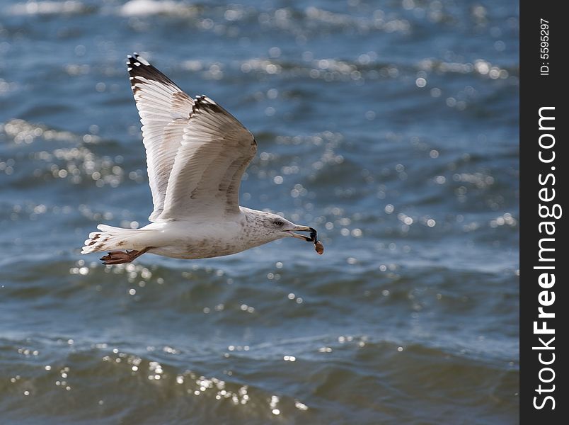 Gull flying over ocean, caught some thing to eat and carries it home to hir nestling