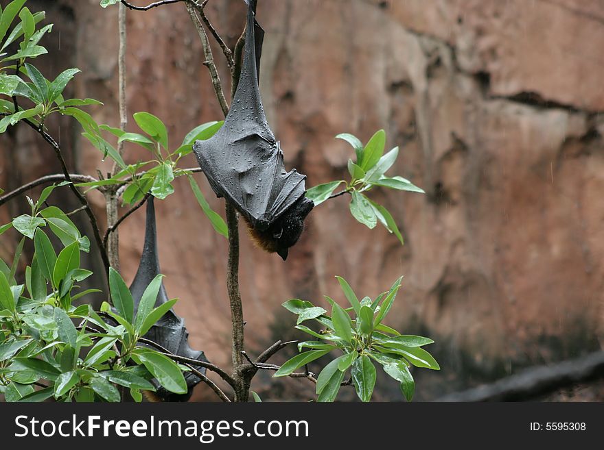 Large fruit bat hanging in the trees wrapped up sleeping in the rain