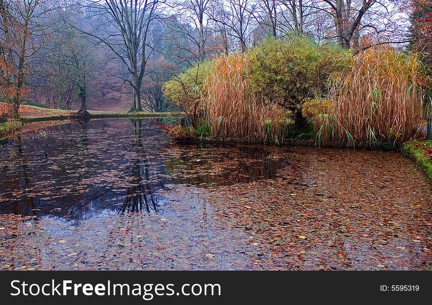Autumn pond. Falling off leaves are in water. Reflection of tree.