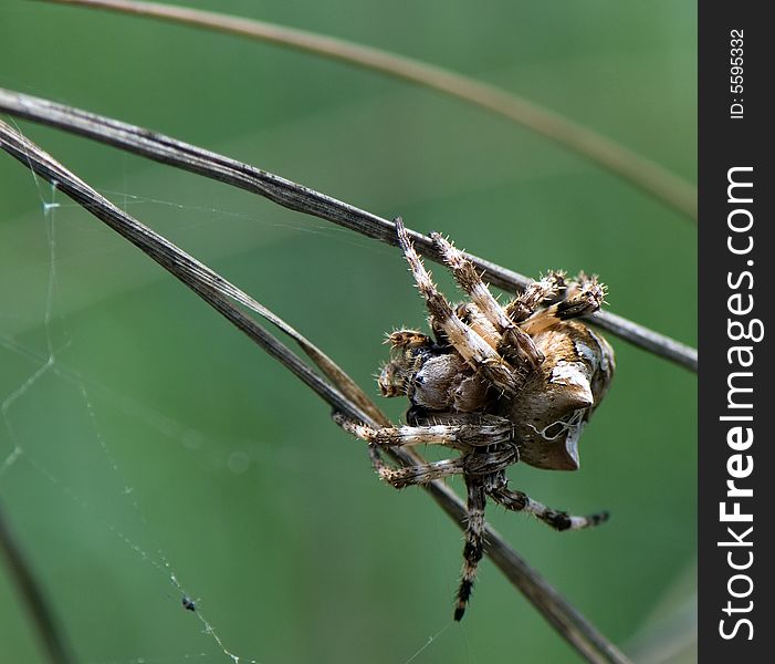 Pilose spider on straws braids the web. Pilose spider on straws braids the web