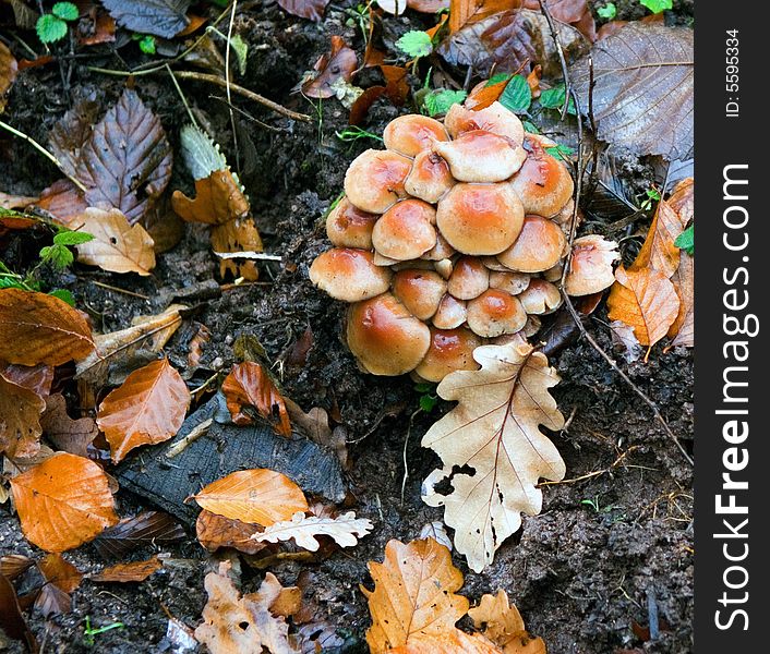 Rainy autumn is in the forest and mushrooms