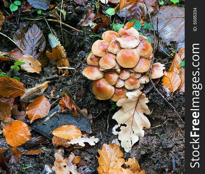 Rainy Autumn Is In The Forest And Mushrooms