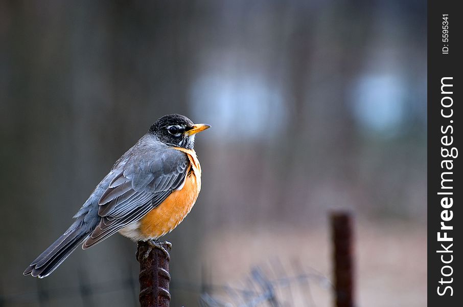 Robin resting on a ferrous stick saw a photographer and became alert. Robin resting on a ferrous stick saw a photographer and became alert