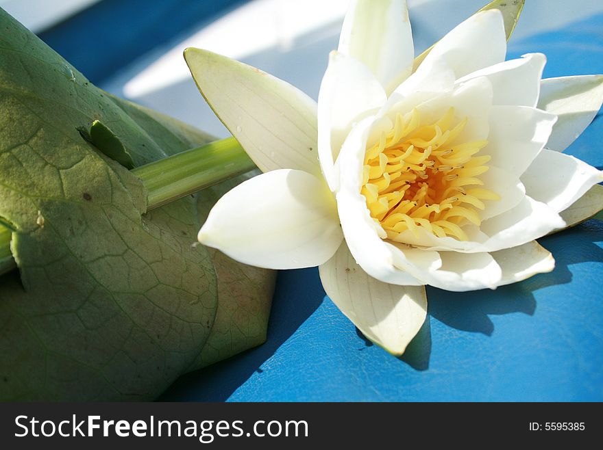 A nice and white water lily