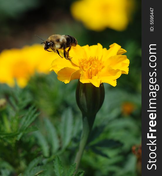 A photo of a bumble bee flying off a yellow flower. A photo of a bumble bee flying off a yellow flower.