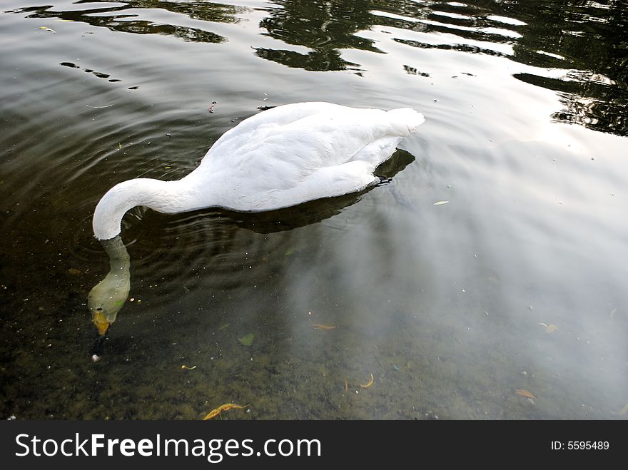 Swans in Regent s Park - 4