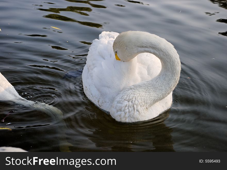 Swans In Regent S Park - 3