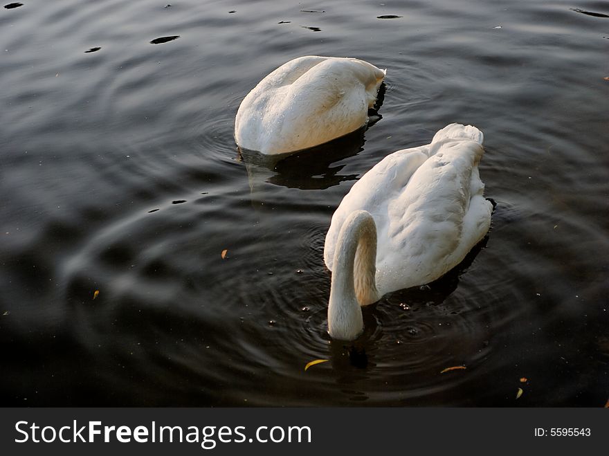 Swans In Regent S Park - 1