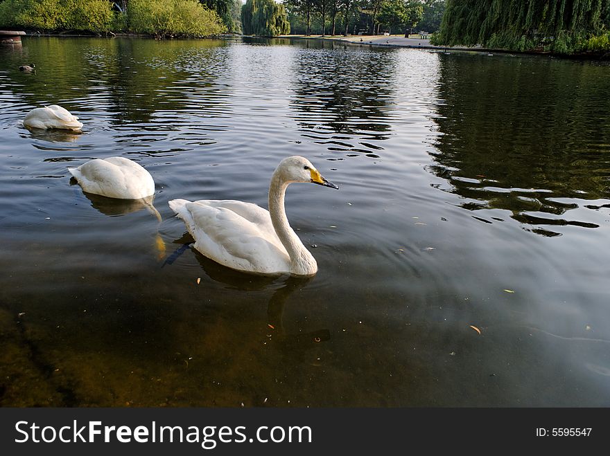 Swans in Regent s Park - 2