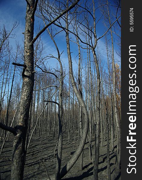 Burned forest after the disaster. Burned forest after the disaster