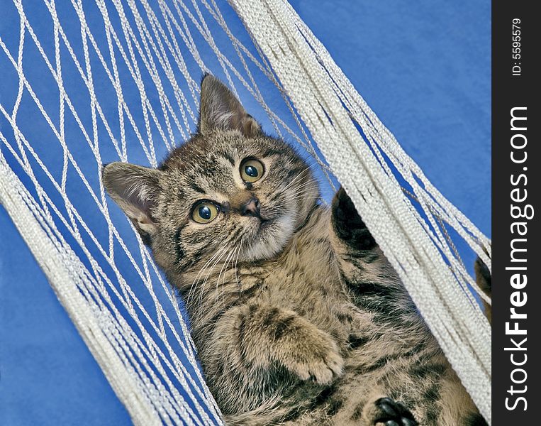 Kitten laying in hammock on blue. Kitten laying in hammock on blue