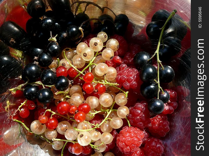 Black, red and white currant and raspberries. Black, red and white currant and raspberries