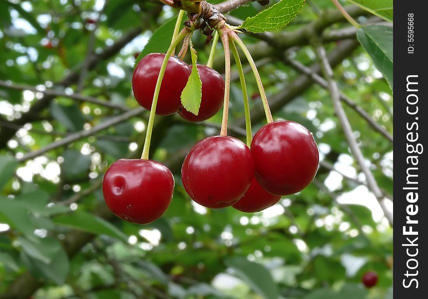 Cherries on tree in orchard