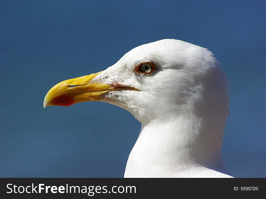 Close Up Of A Herring Gull