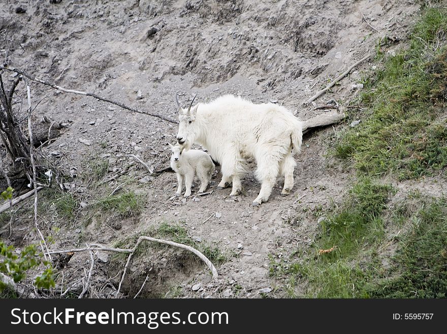 Mountain goat and kid in Jasper National Park. Mountain goat and kid in Jasper National Park.