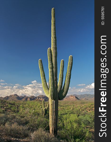 Beautiful view of Superstition Wilderness in Sonoran Desert. Beautiful view of Superstition Wilderness in Sonoran Desert.