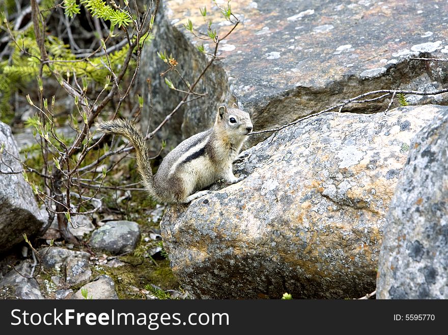 Golden Mantled Ground Squirrel.