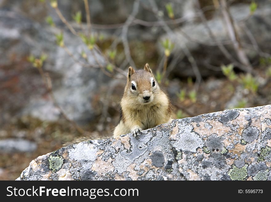 Golden Mantled Ground Squirrel.