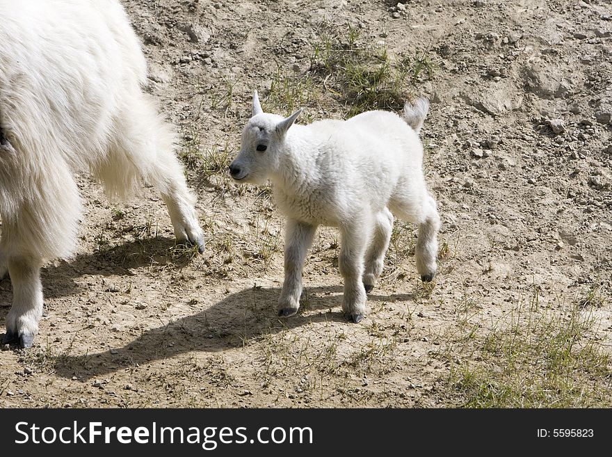 Newborn mountain goats in Jasper National Park. Newborn mountain goats in Jasper National Park.